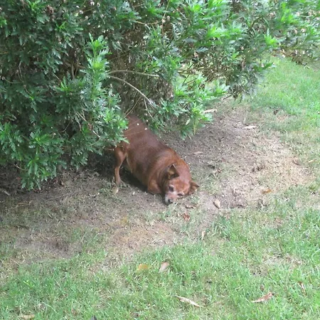 Casa Dos Avos Canas de Senhorim